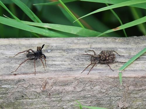 Pardosa sp.